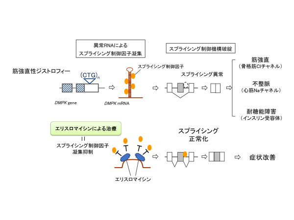 筋強直性ジストロフィーに対する世界初の根本的治療薬開発 ~医師主導第二相治験により有効性を支持する成果~
