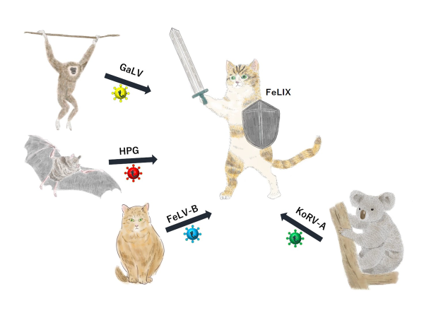 多様なレトロウイルス感染から家猫を守る分泌性タンパク質の同定