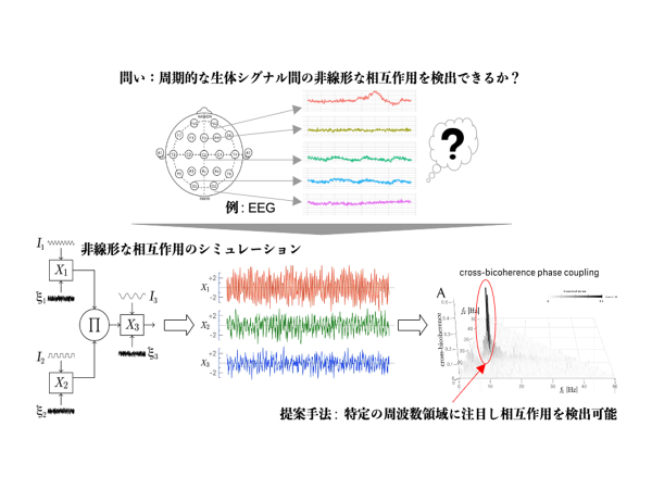 周期的な生体信号時系列間にある非線形な相互作用を検出する高次スペクトル解析手法の実効性を明らかに