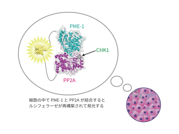 深海エビの持つ発光酵素でがん細胞がDNA傷害から自身を守る分子機構を解明