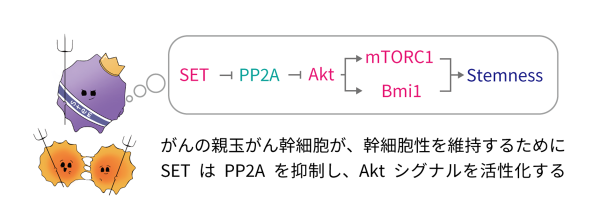 がん幹細胞性の維持機構を解明-PP2A阻害タンパク質SETががんの悪性化をもたらす分子機構