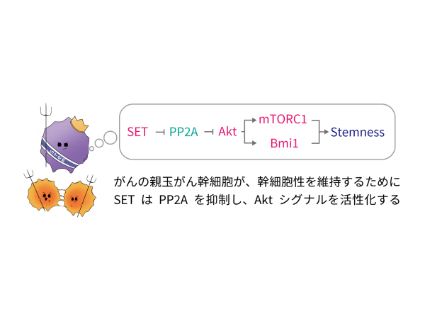 がん幹細胞性の維持機構を解明－PP2A阻害タンパク質SETががんの悪性化をもたらす分子機構