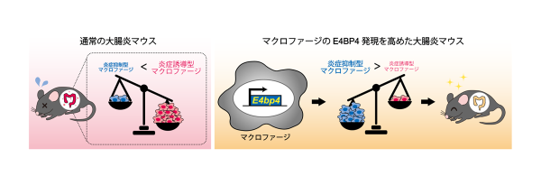 マクロファージE4BP4は、抗炎症性マクロファージを動員し大腸炎の重症度を軽減させる