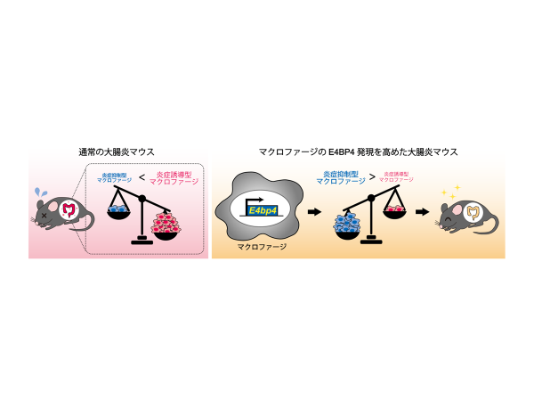 マクロファージE4BP4は、抗炎症性マクロファージを動員し大腸炎の重症度を軽減させる