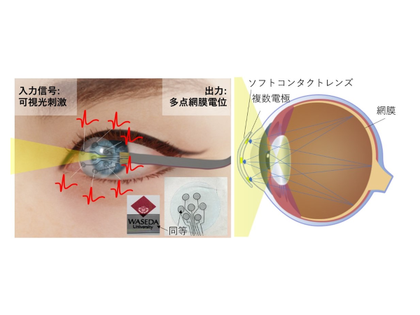 「透明度」「電気伝導度」「柔軟性」に優れる多点マイクロ電極搭載コンタクトレンズを開発
