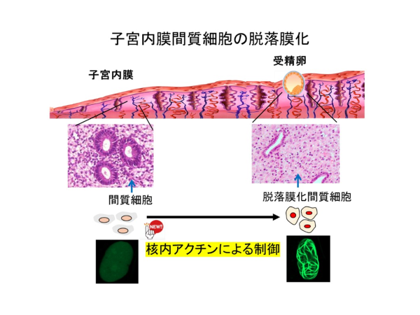 ヒトの着床に関わる新たな制御機構を解明