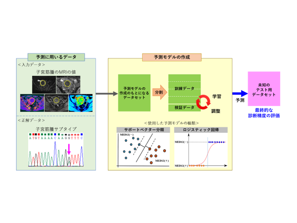 子宮筋腫の治療方針の決定に役立つ新たな診断システムを開発