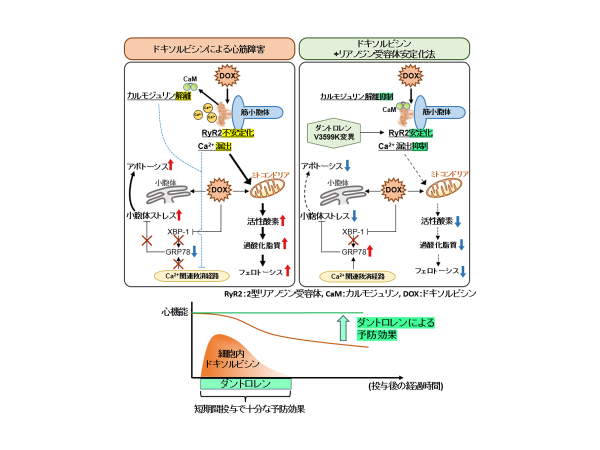 抗がん剤ドキソルビシンによる心毒性に対する効果的な予防法を開発