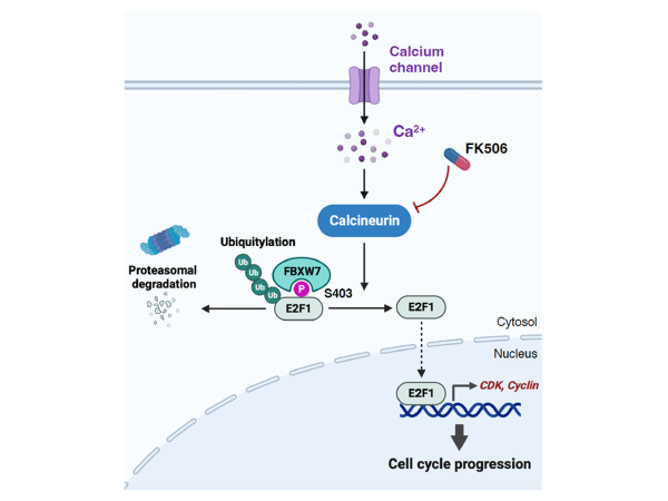 Calcineurin-mediated dephosphorylation stabilizes E2F1 protein by suppressing binding of the FBXW7 ubiquitin ligase subunit