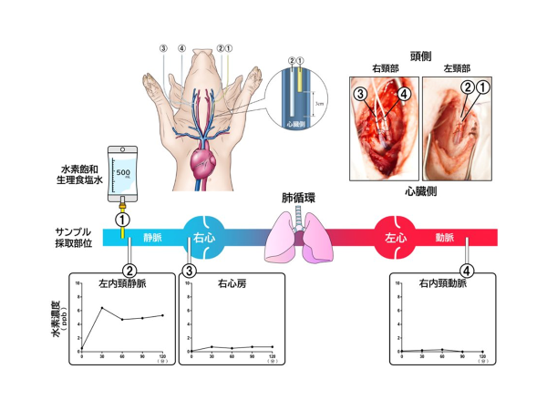 水素点滴中の水素の体内動態をブタで検証