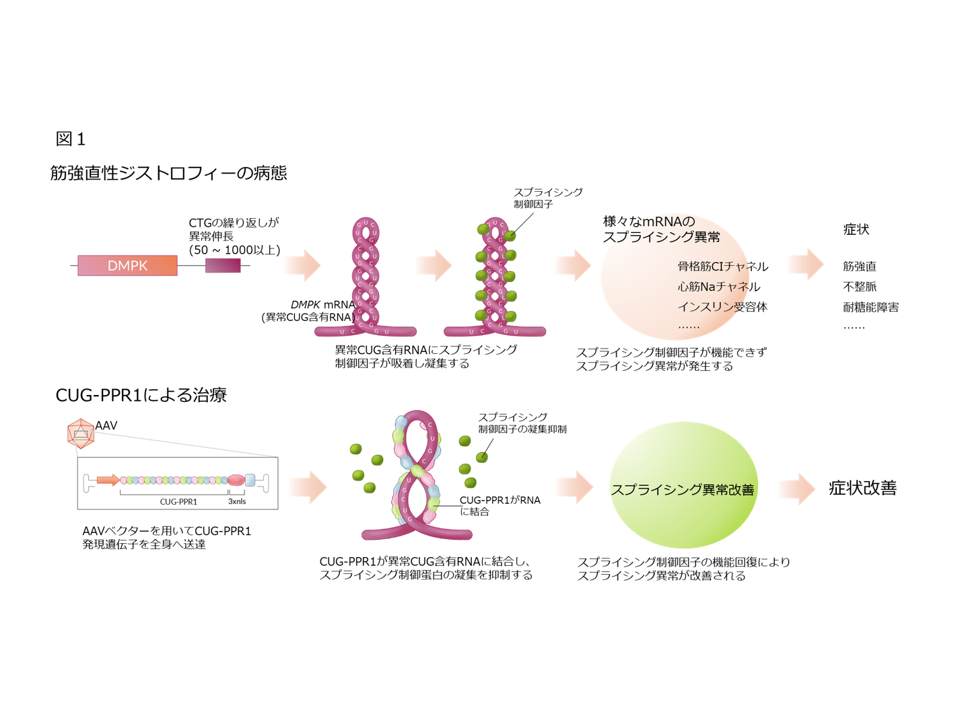新たなRNA標的蛋白による筋強直性ジストロフィーの革新的治療法を開発