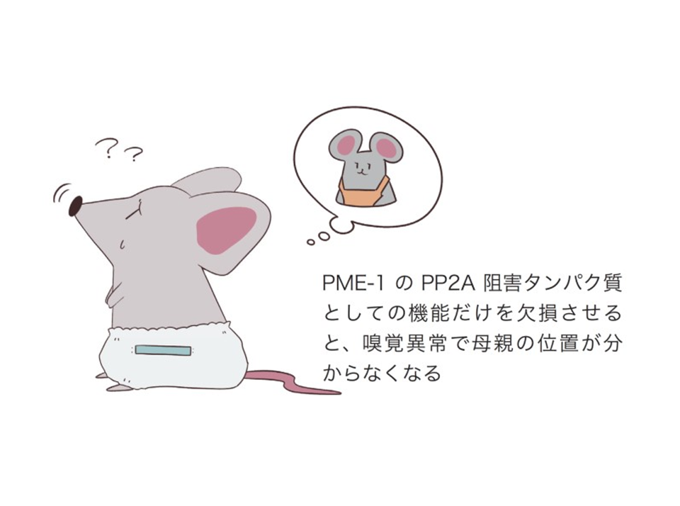 アルツハイマー病とがんに関与するタンパク質の二重の役割を解き明かす