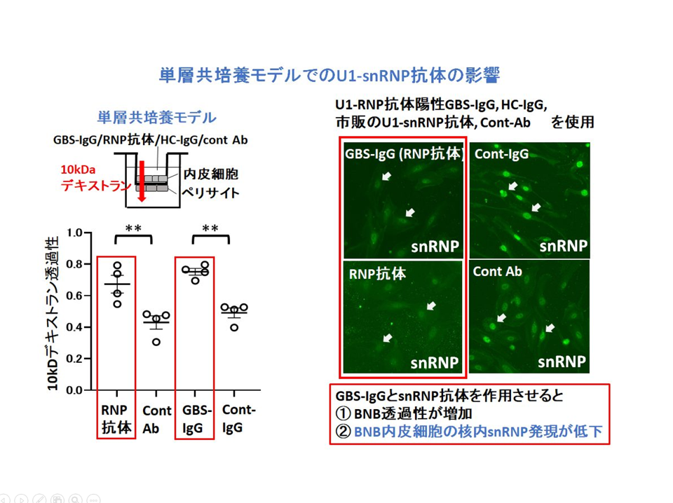 Small nuclear ribonucleoprotein autoantibody associated with blood-nerve barrier breakdown in Guillain-Barré syndrome