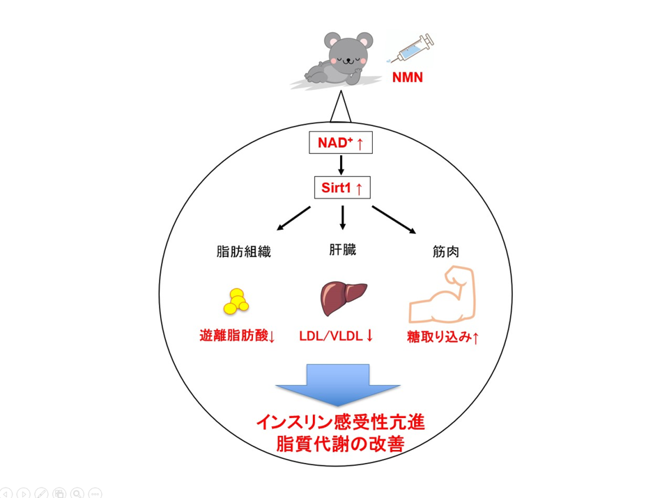 Single bolus injection of nicotinamide mono nucleotide increases systemic insulin sensitivity in association with activation of NAD salvage pathway in the liver and adipose tissue in mice