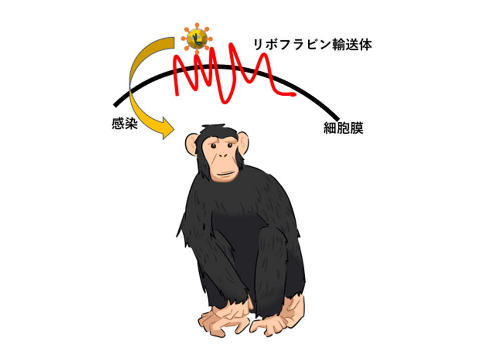 Riboflavin transporter: Evidence of a role as entry receptor for chimpanzee endogenous retrovirus