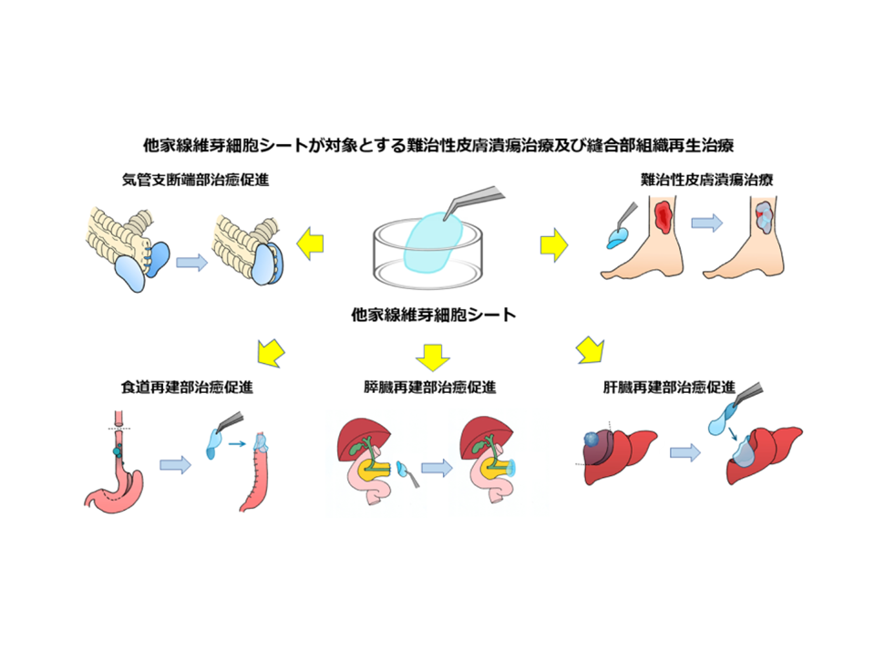 新規基材CY-1を使用した他家 “凍結保管” 線維芽細胞シート移植による治療効果をマウス皮膚潰瘍モデルとラット食道縫合モデルで証明 ~山口大学とセントラル硝子株式会社との共同研究~