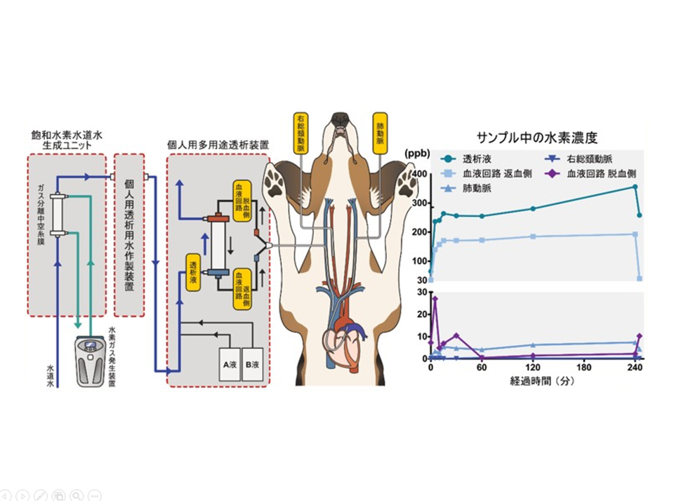 透析患者のQOL向上に新たな光、副作用を抑える革新的な「高濃度水素水透析システム」を開発―体外循環回路内で水素を直接作用させる、安全でより安価な新技術を確立―