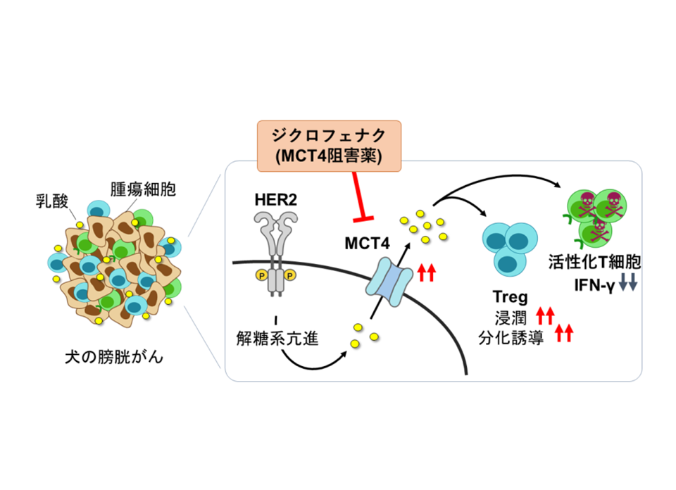 犬の膀胱がんにおける「乳酸代謝と免疫応答制御」の新たな仕組みを解明―腫瘍代謝を標的とした新しい治療戦略への可能性―