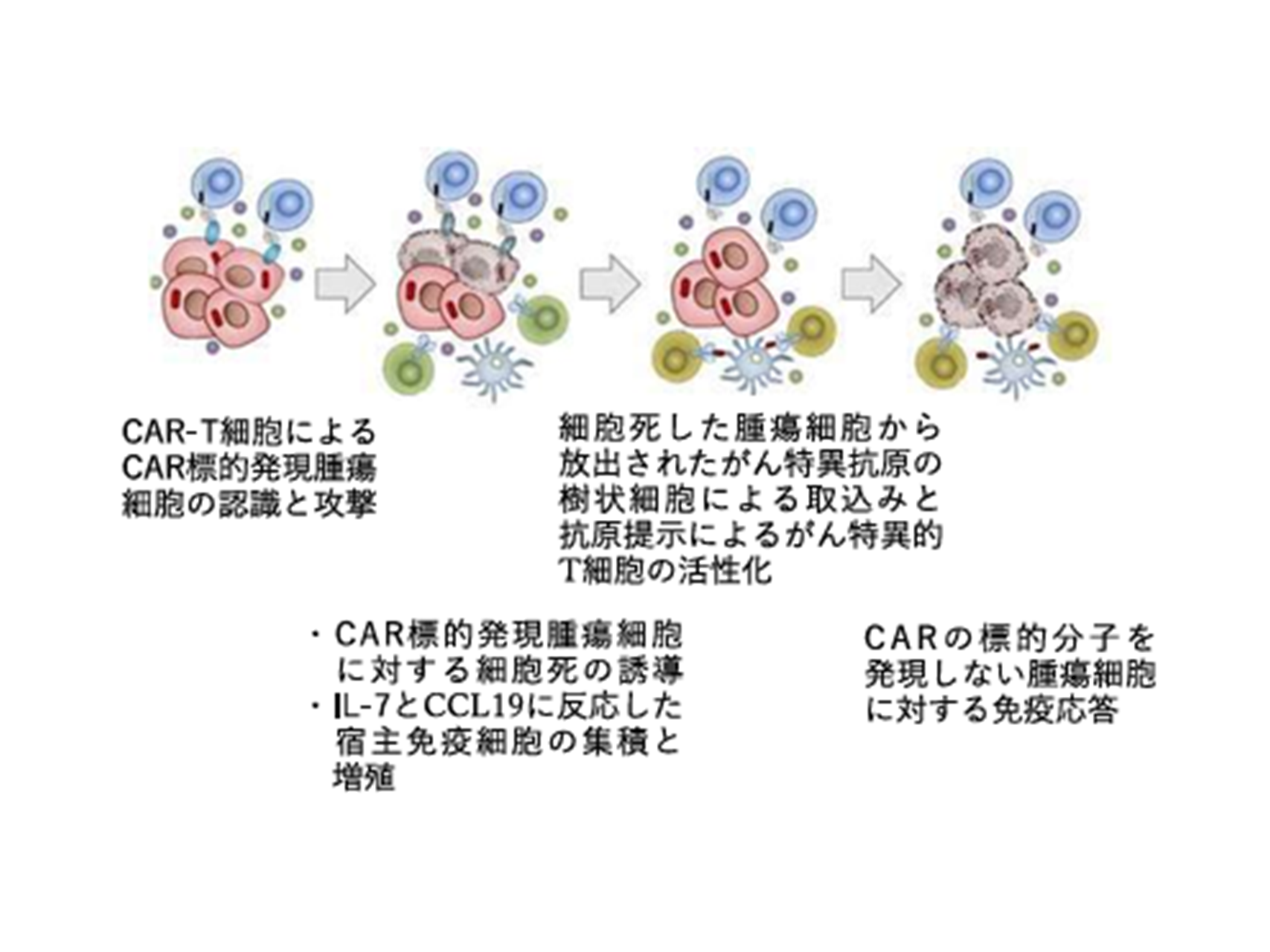 2.最新技術を搭載したCAR-T細胞による難治性固形がんに対する治療法の研究と開発（免疫学講座）