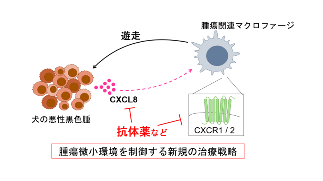 犬の口腔内悪性黒色腫で同定したCXCL8によるマクロファージ浸潤機構—腫瘍免疫微小環境を標的とする新たながん治療の開発に向けて—