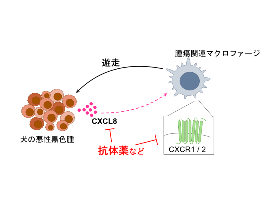 犬の口腔内悪性黒色腫で同定したCXCL8によるマクロファージ浸潤機構—腫瘍免疫微小環境を標的とする新たながん治療の開発に向けて—