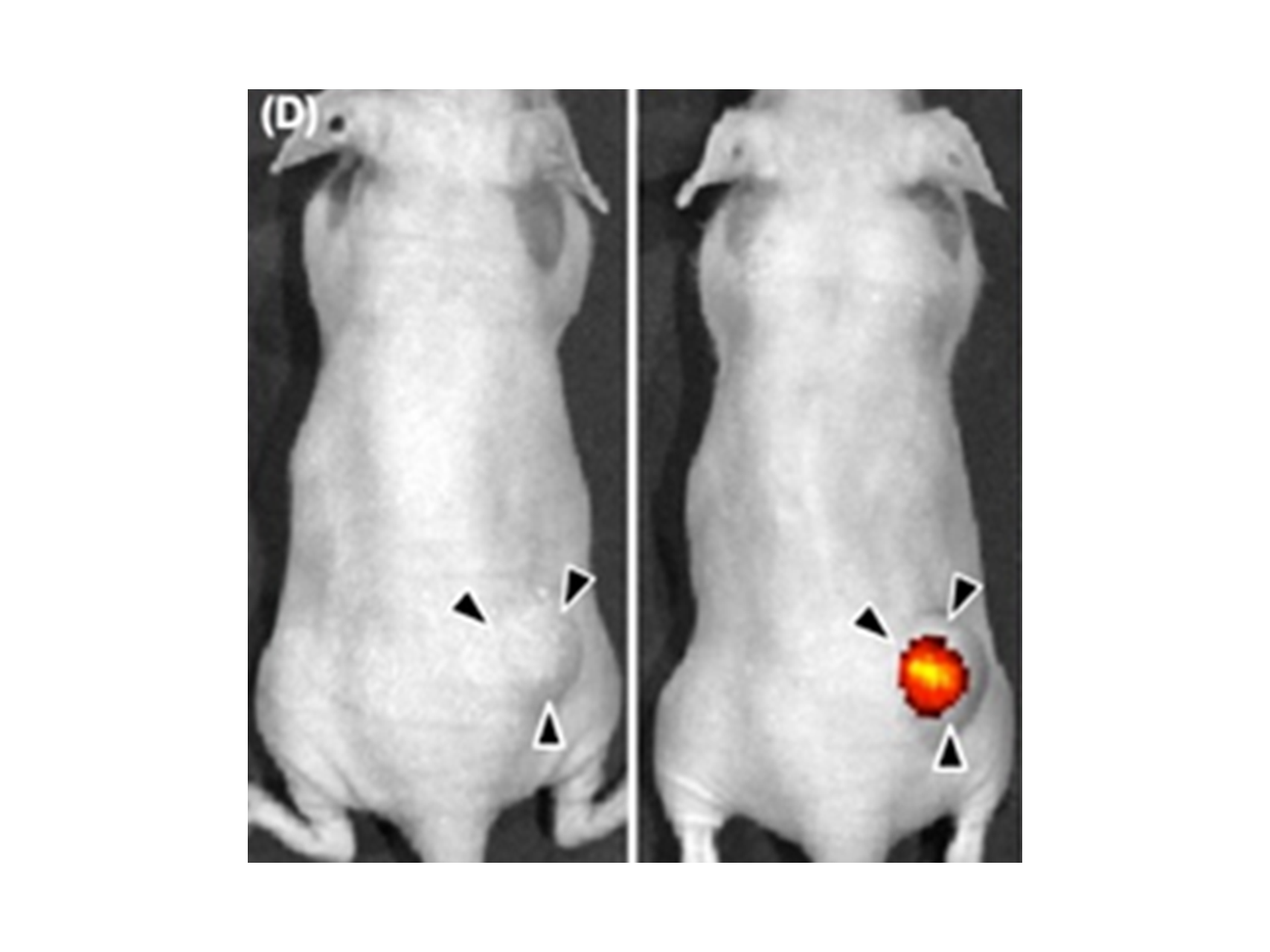 難治性腫瘍の克服を目指したナノ医薬品の開発（器官解剖学講座）