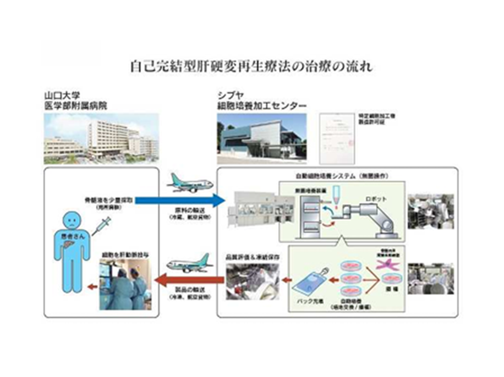 自己完結型肝硬変再生療法の推進と、次世代型肝臓再生療法の開発（消化器内科学講座）