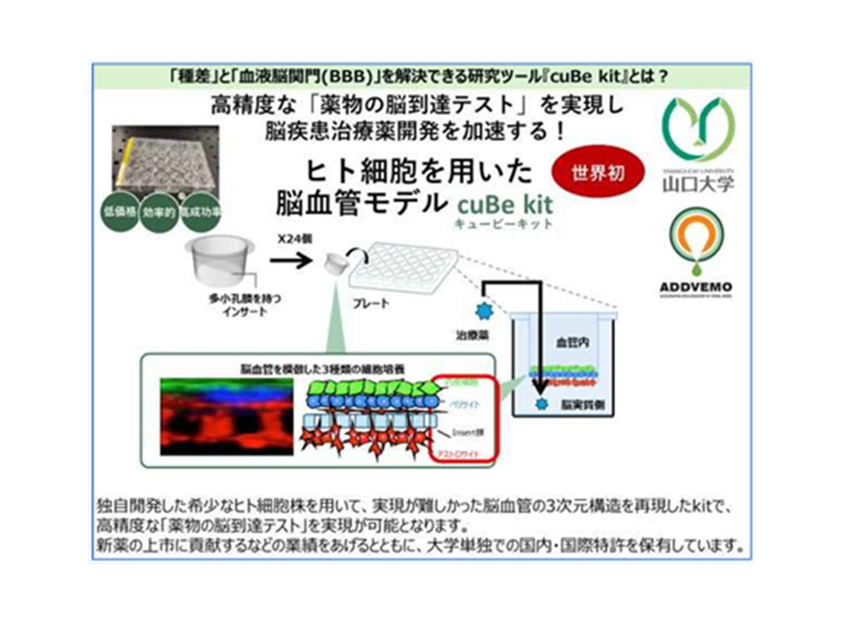 4.ヒト血液脳関門（BBB）モデルを用いた創薬・病態研究（神経・筋難病治療学講座）