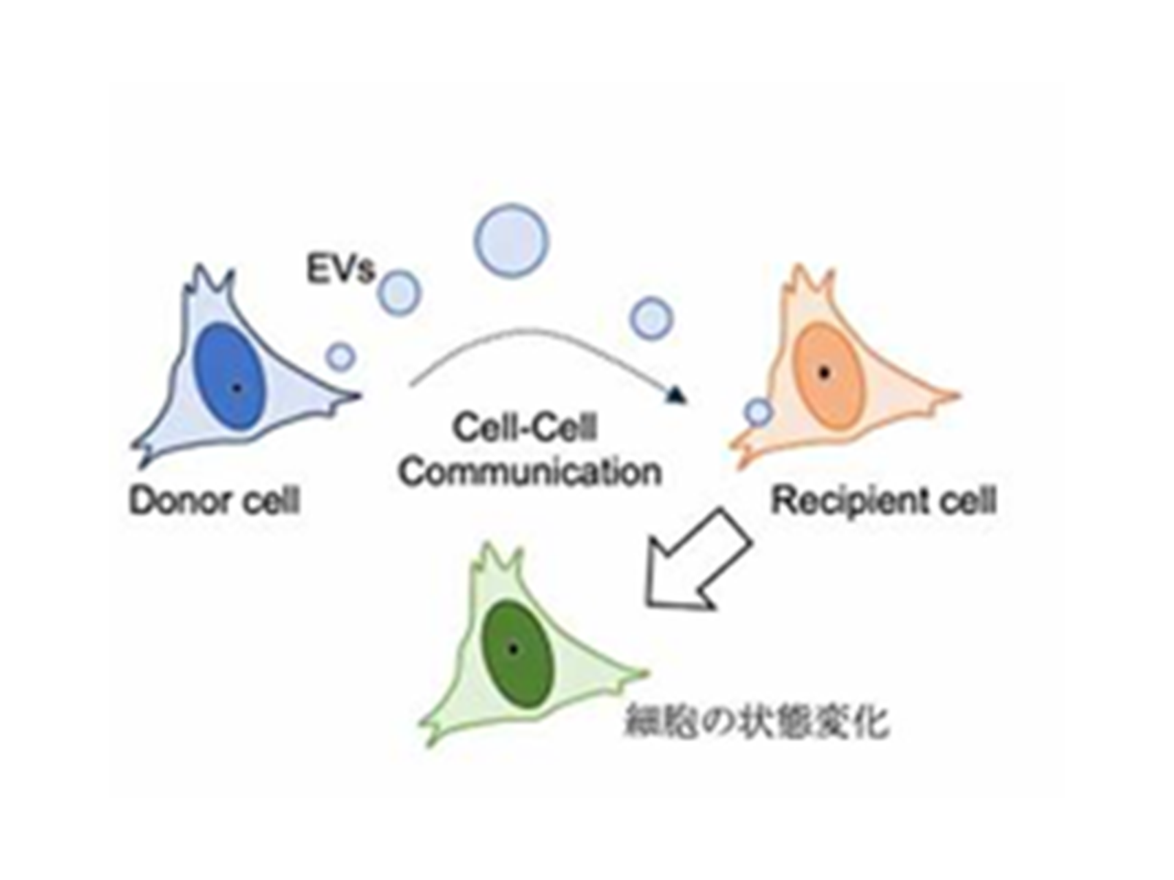 9.細胞外小胞を中心として細胞間コミュニケーションの解明（病態検査学講座）