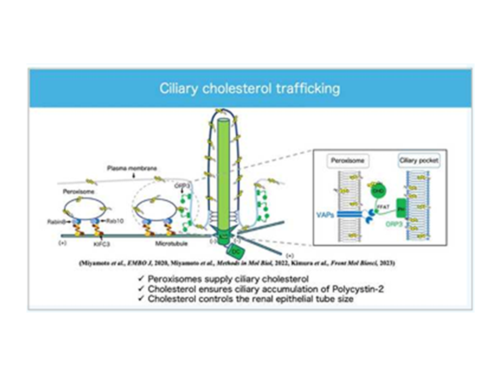 10.繊毛病に対するゲノム編集創薬・治療（分子細胞生理学講座）