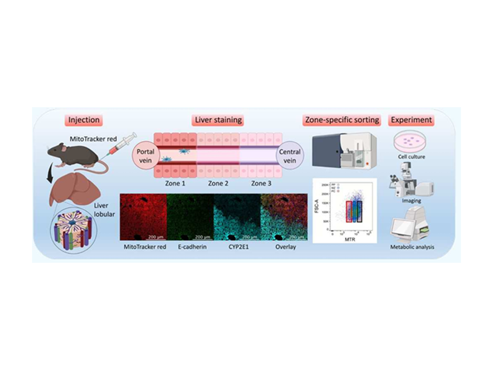 12.分子から臓器、そして臨床へ      先進的技術による疾患メカニズム研究の新展開（薬理学講座）