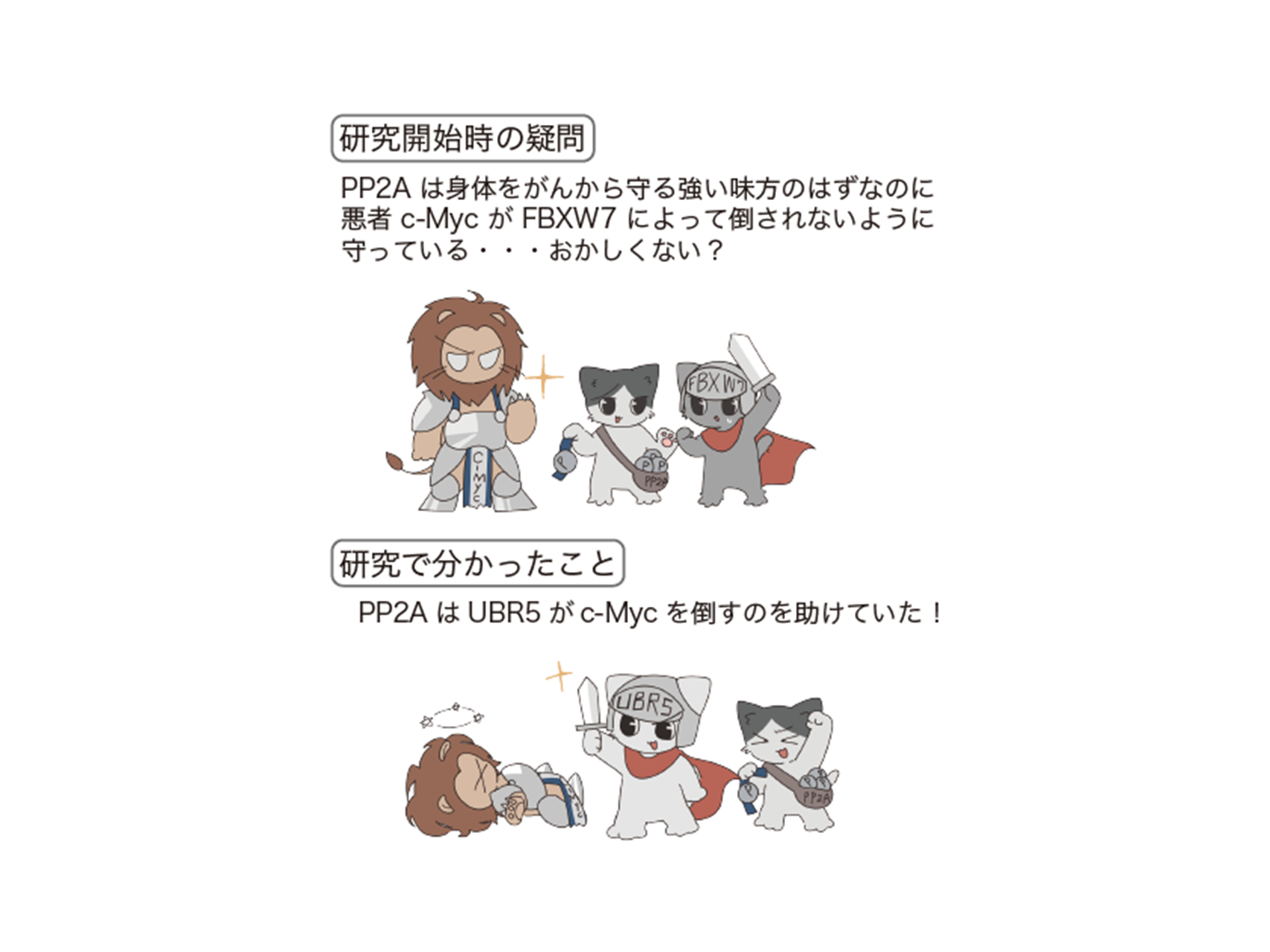 がんの悪役c-Mycを制御する新たな仕組みを解明 ―がん抑制因子PP2Aを減らしても増やしても、c-Mycを減らすことができる―