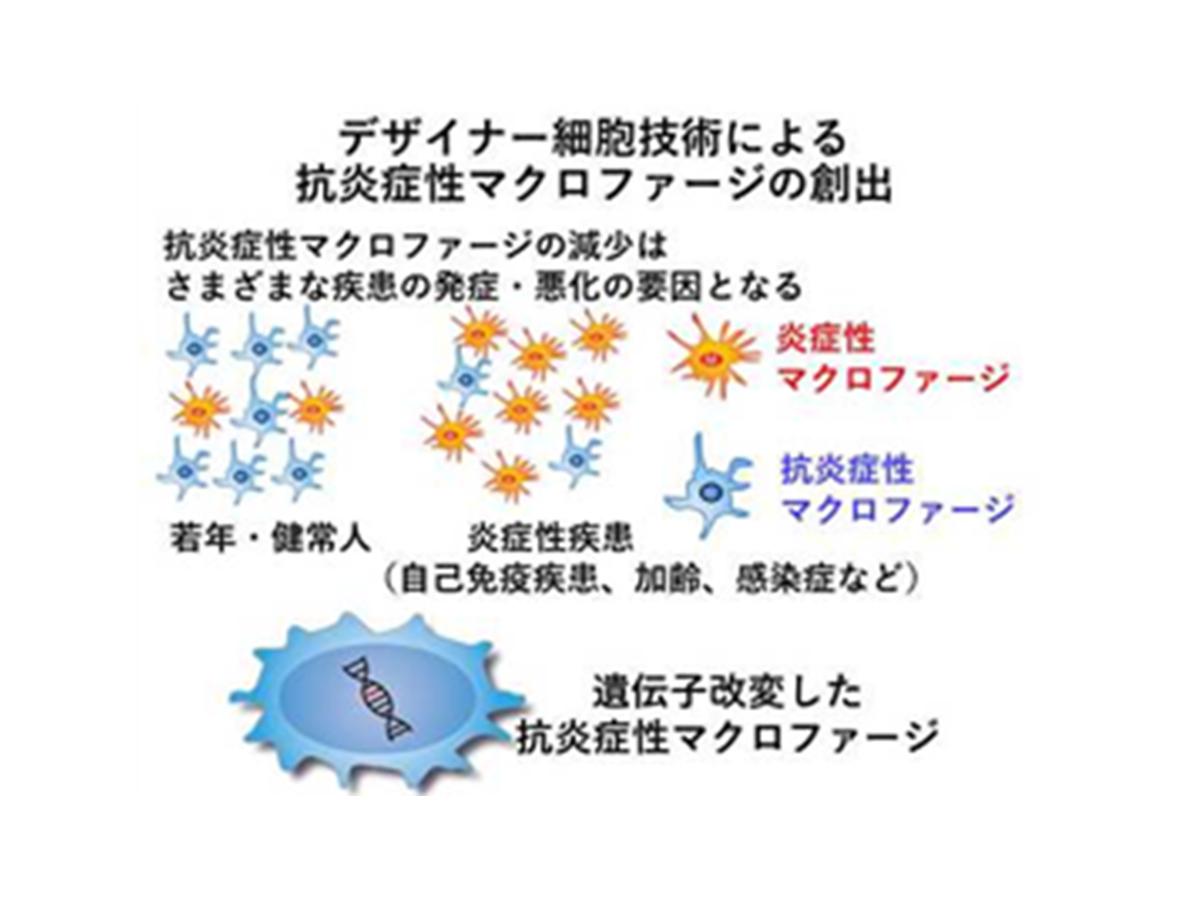 14.①代謝および発癌過程における概日リズムの影響&emsp;②デザイナー細胞技術による進化型抗炎症性マクロファージの創出&emsp;&emsp;&emsp;（病態制御内科学講座）