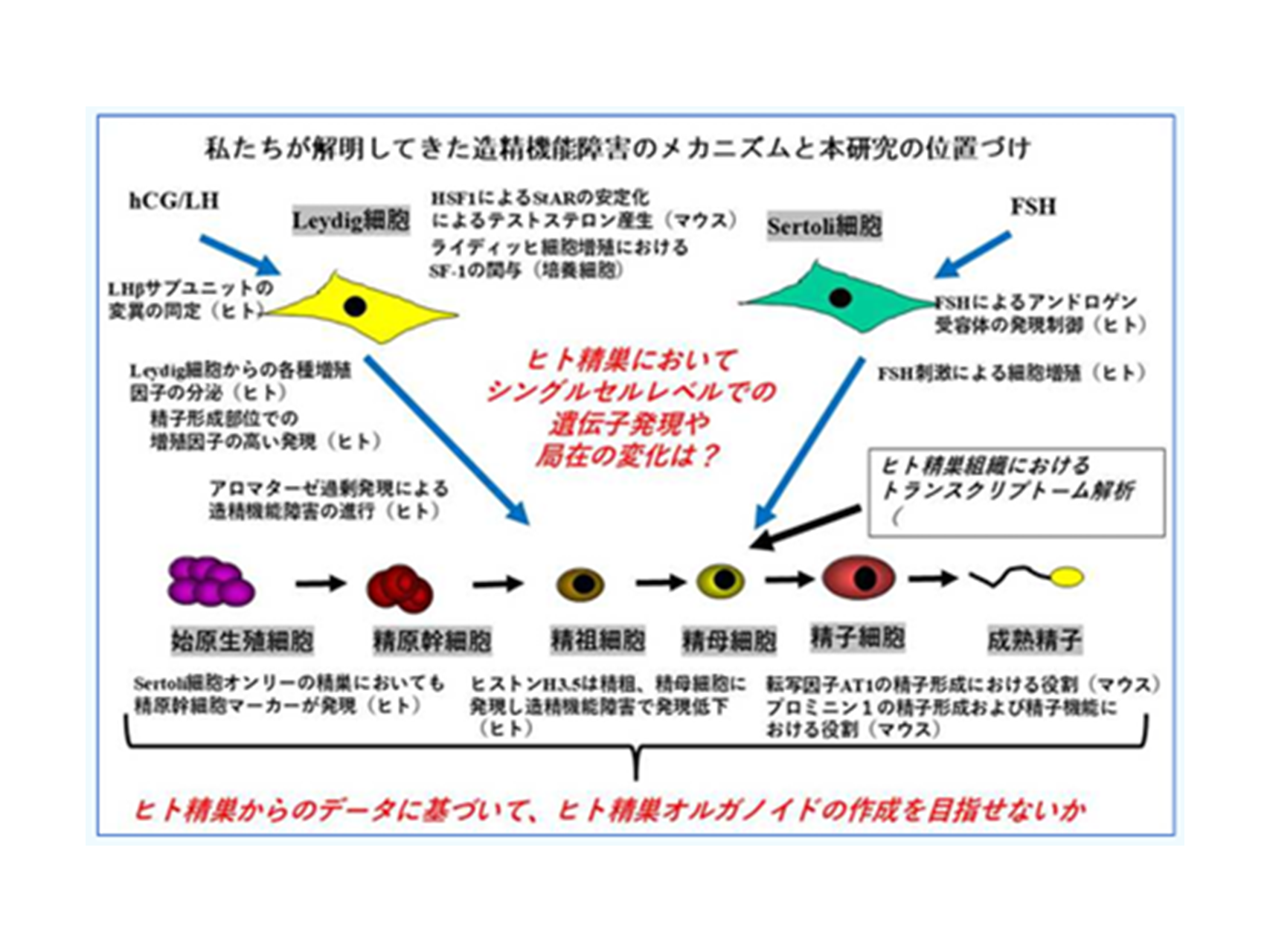 18.無精子症の克服に向けた新規薬物療法の開発および精巣オルガノイドやin vitro精子形成などの人工精巣作成のための基盤研究（泌尿器科学講座）