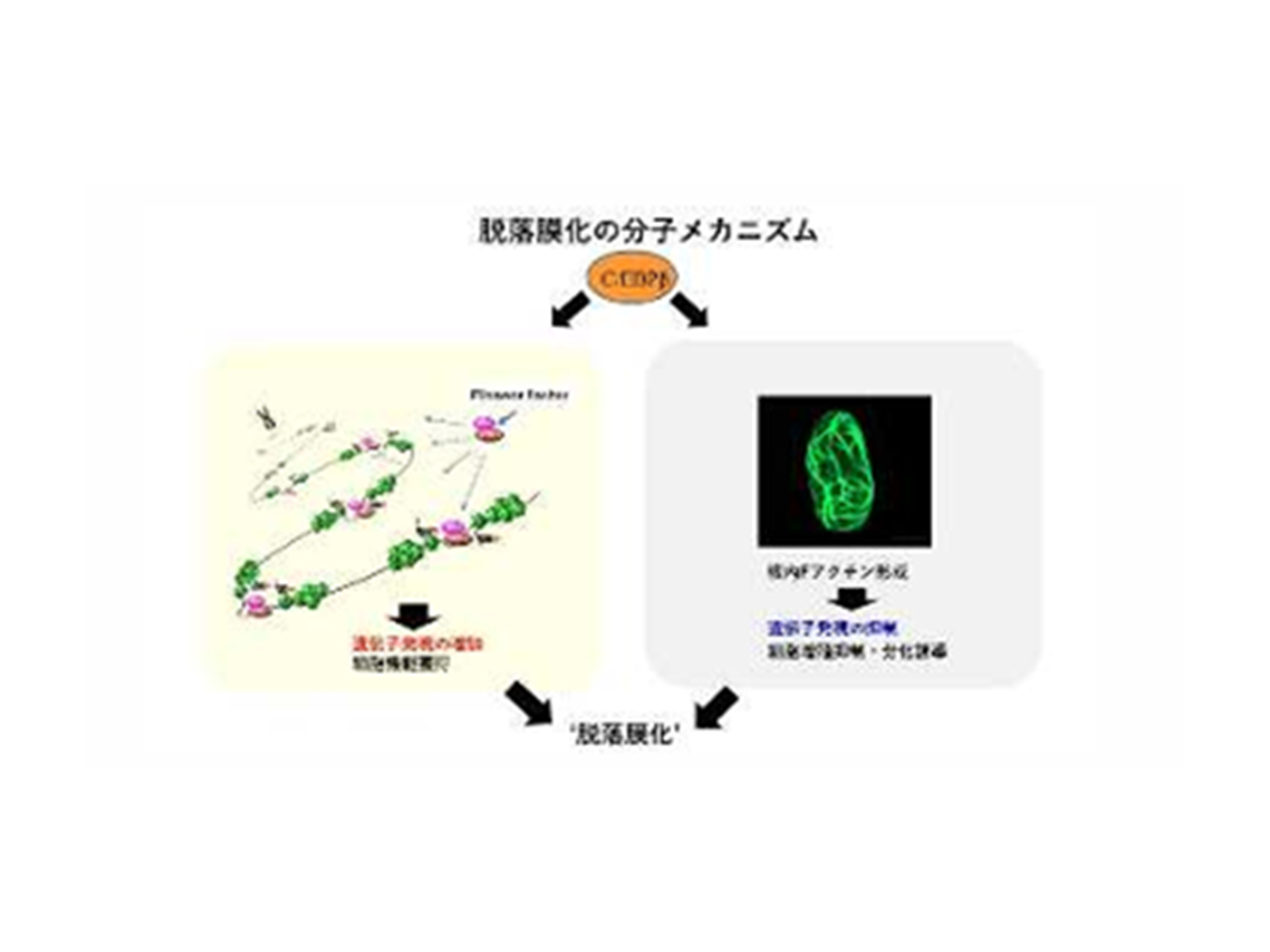 20.黄体化制御機構、着床成立機構の解明（産科婦人科学講座）