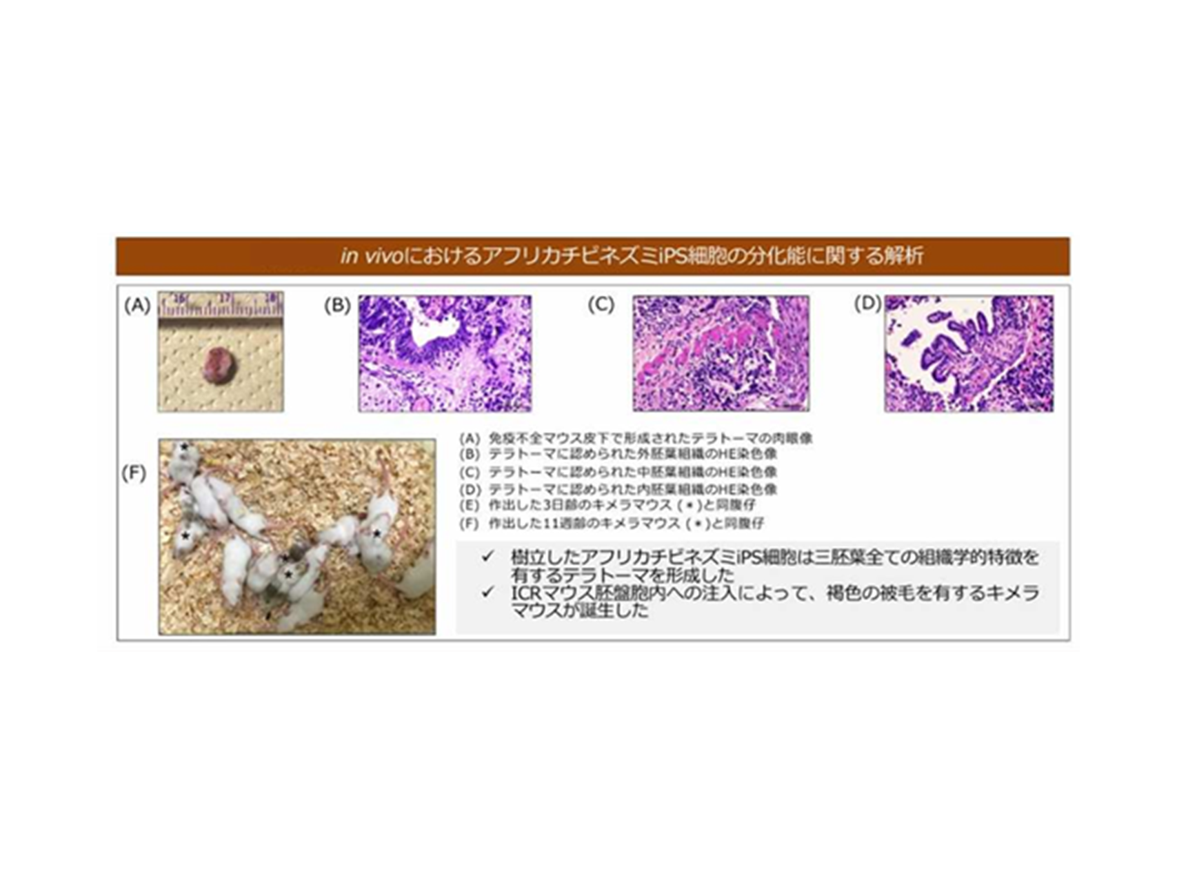 21.哺乳類における多倍体杯の発生異常の起点：着床への細胞外マトリクスの関与の解明（獣医解剖学研究室）