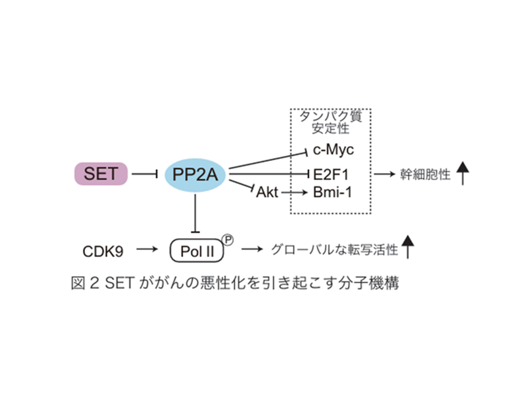 22.SETを標的としたPP2A活性化剤の創製（獣医薬理学研究室）