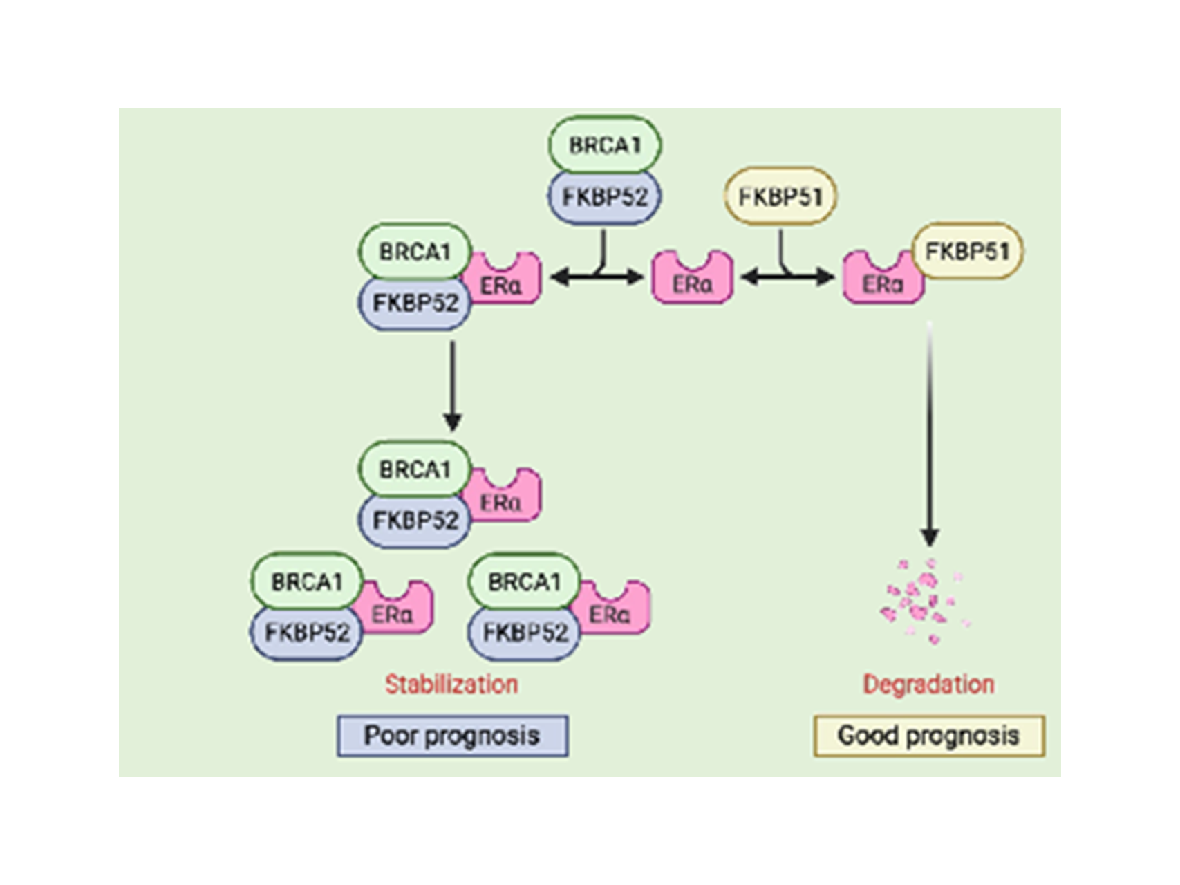 23.生命科学データベースを活用したがん治療標的の探索と機能解析&emsp;（獣医生理学・生化学研究室）