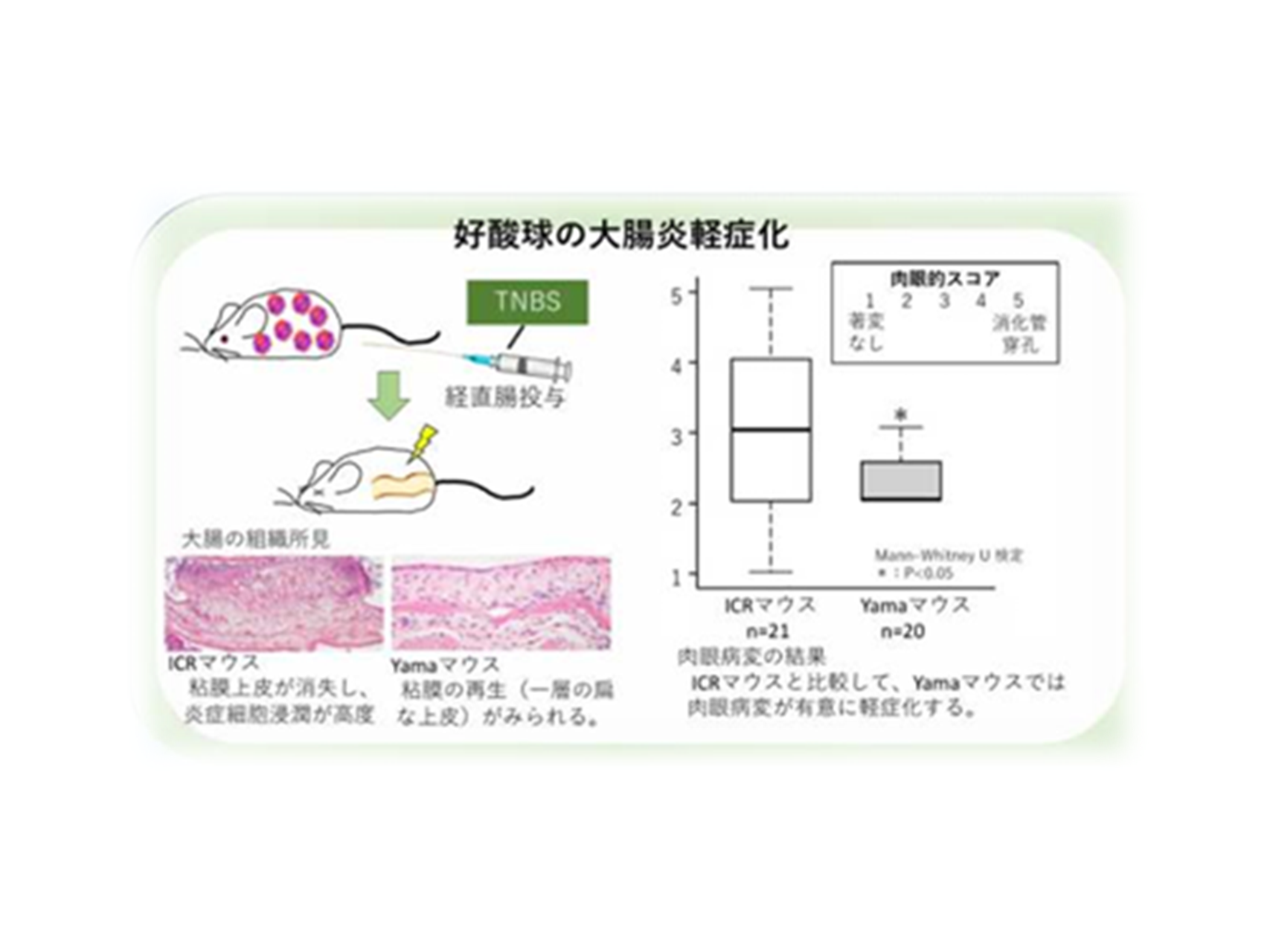 24.遺伝性好酸球増加マウスを用いた疾患モデル作成と好酸球の機能検索&emsp;（獣医病理学研究室）