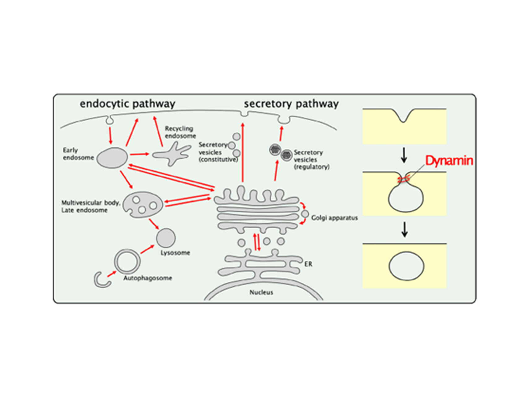 25.ウイルス感染が宿主細胞に及ぼす影響の解析（獣医衛生学研究室）