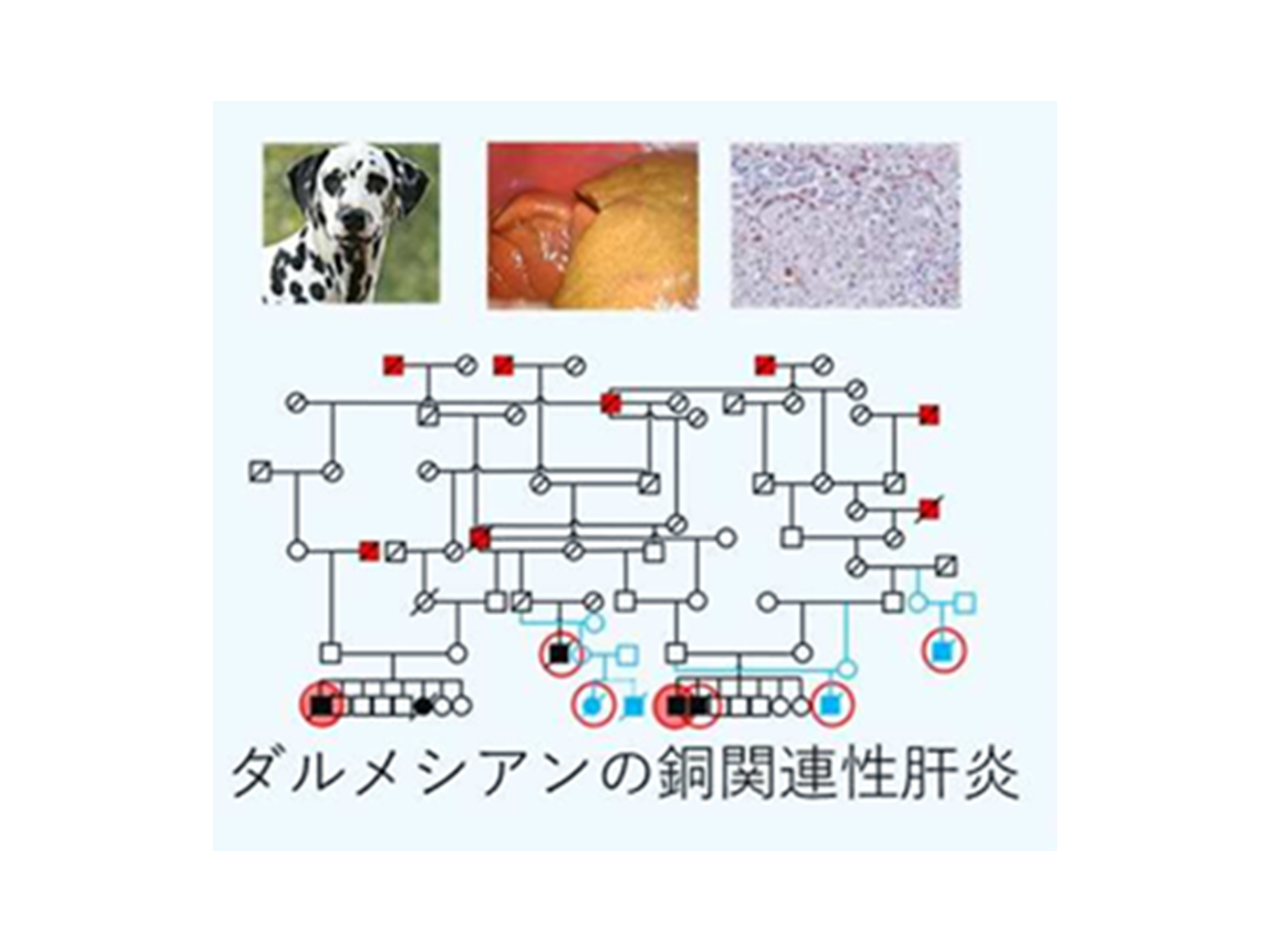 27.中型動物を用いたPOC（獣医外科学研究室）