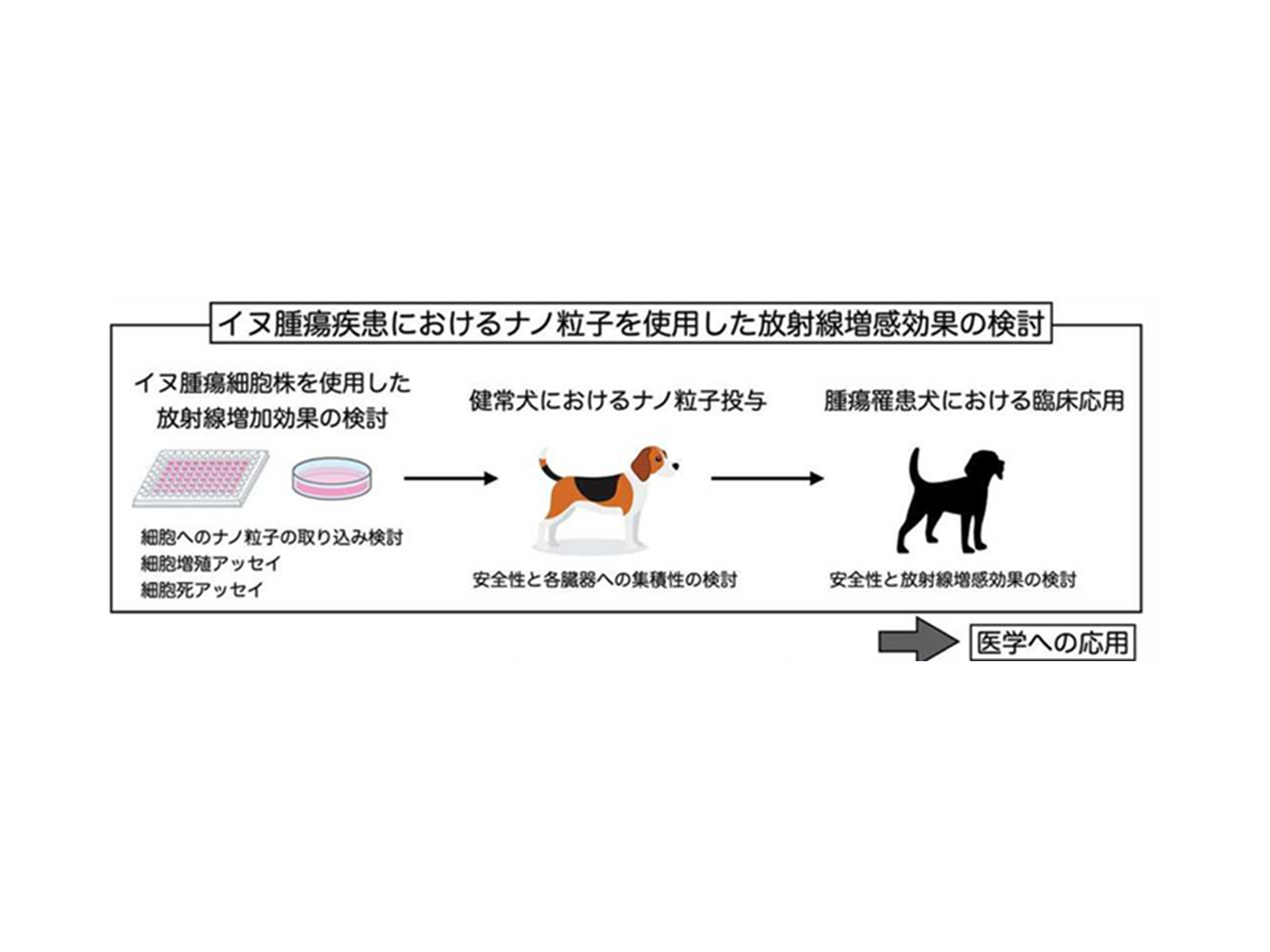 29.イヌ腫瘍疾患におけるシリカナノ粒子を使用した放射線増効果の検討&emsp;（獣医放射線学研究室）