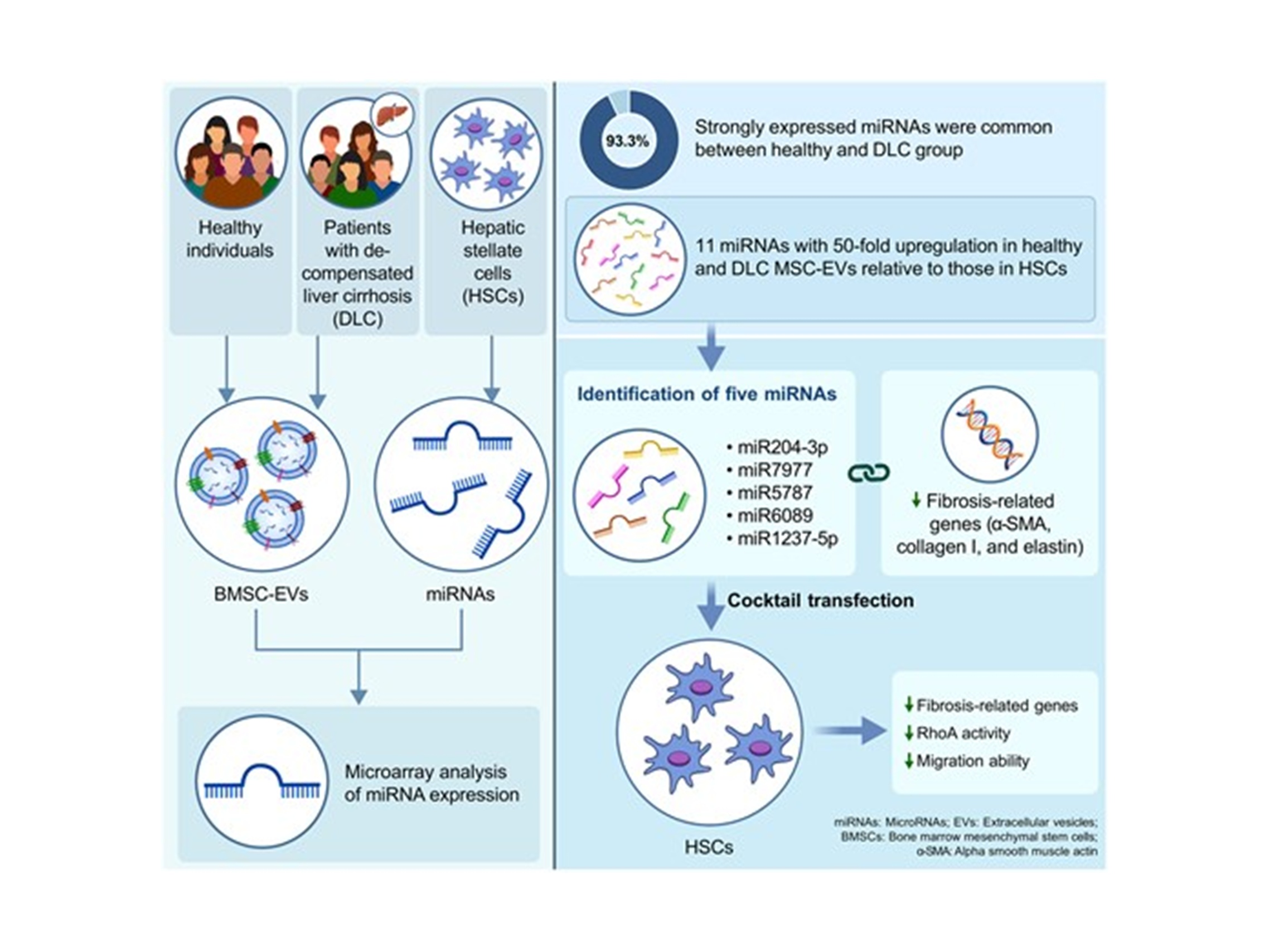 Extracellular vesicle microRNAs from human bonemarrow MSCs suppress fibrogenesis of hepaticstellate cells by downregulation of RhoA signaling