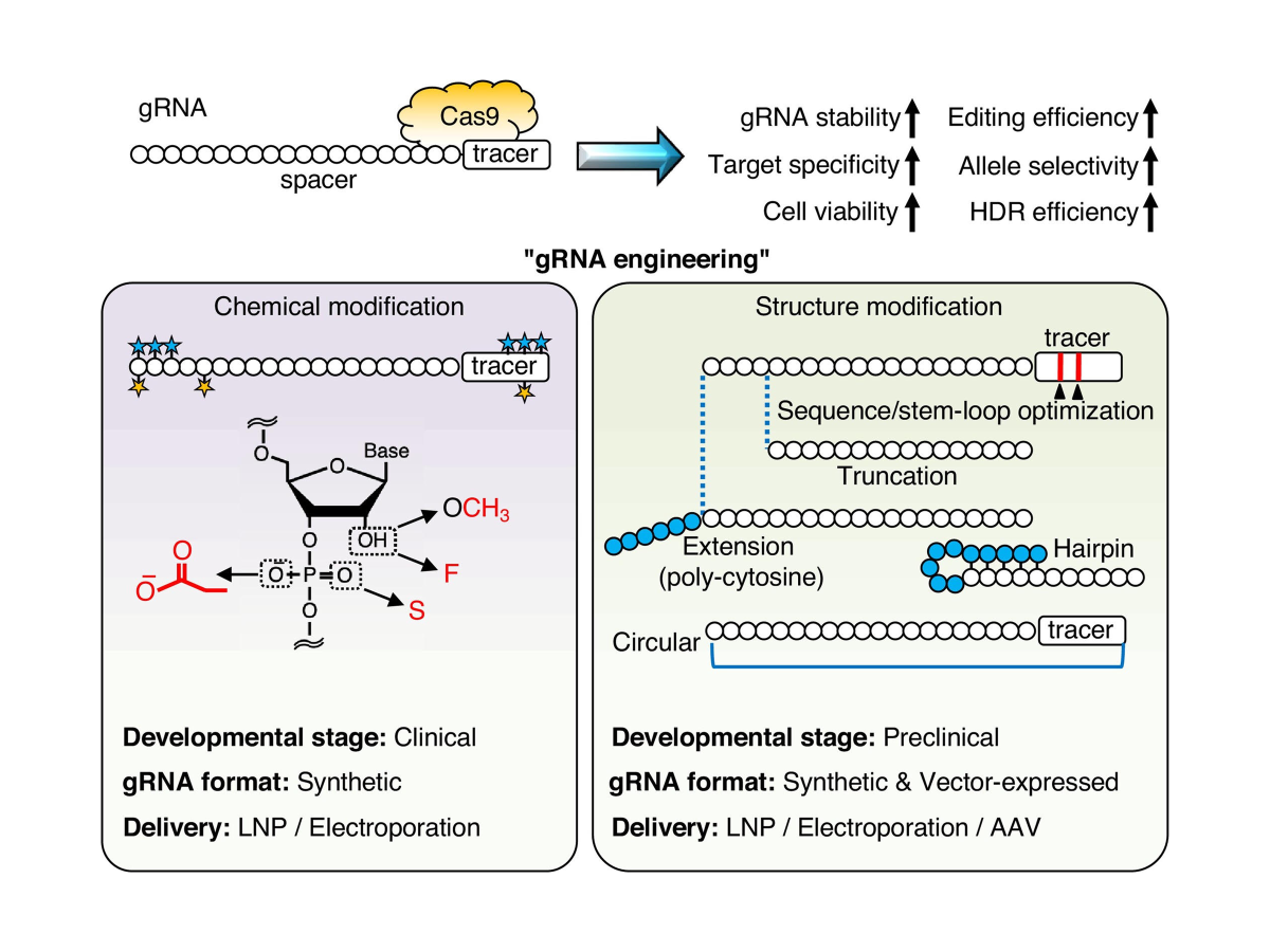 Chemical and Structural Engineering of Guide RNAs for Precision Genome Editing: From Design Principles to Clinical Applications
