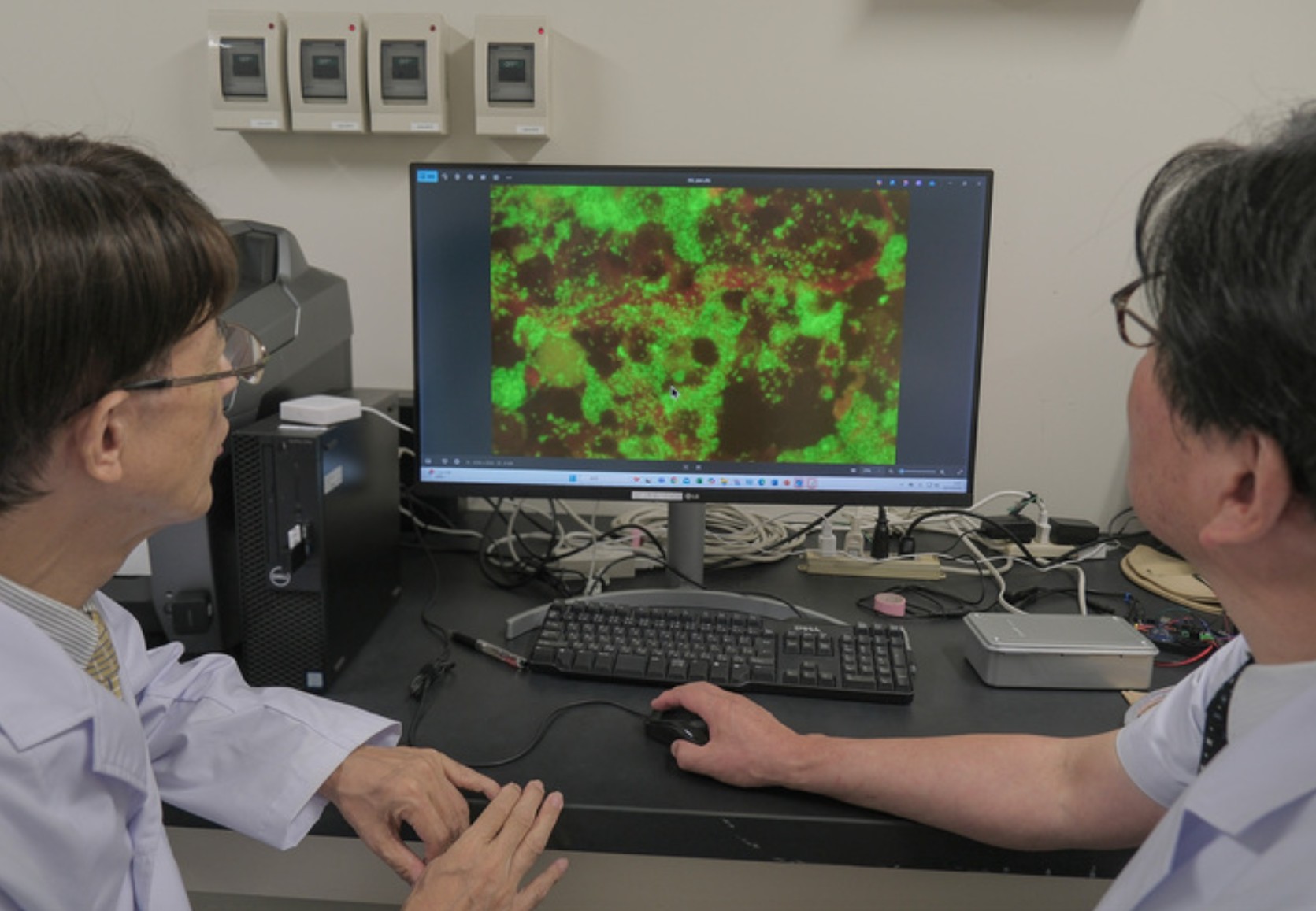 蛍光顕微鏡でバルトネラ・ヘンセレを観察する研究者