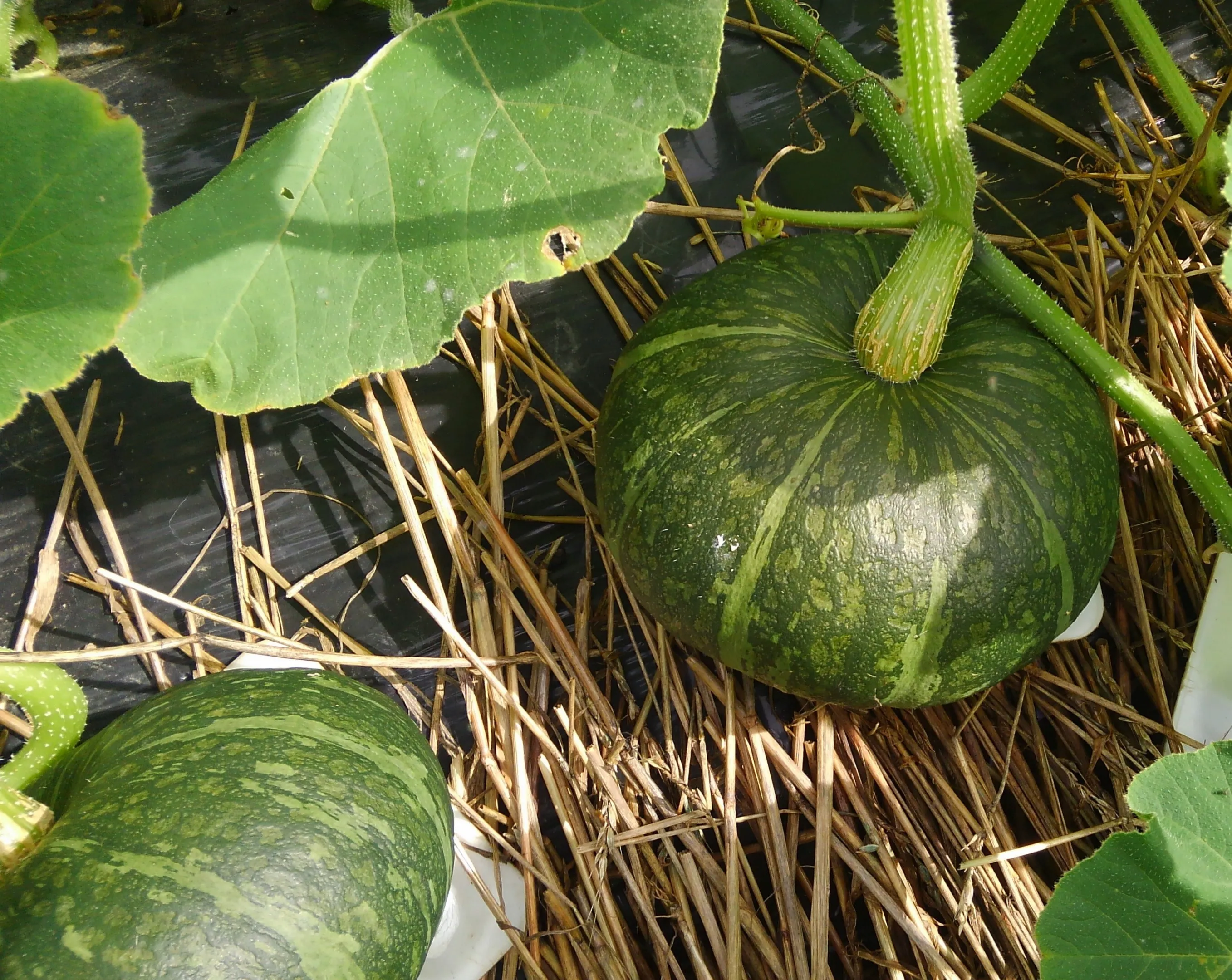 「秋野菜アラカルト」 を返礼品とした寄附募集