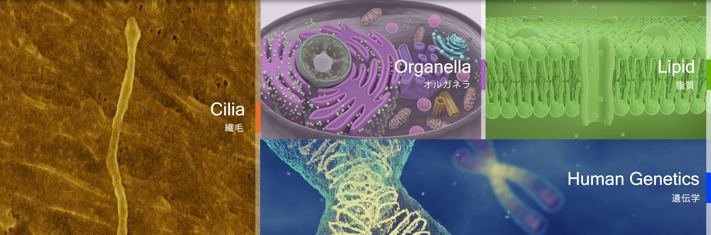 繊毛(cilia) オルガネラ(Organella) 脂質（Lipid） 遺伝学（Human Genetics）