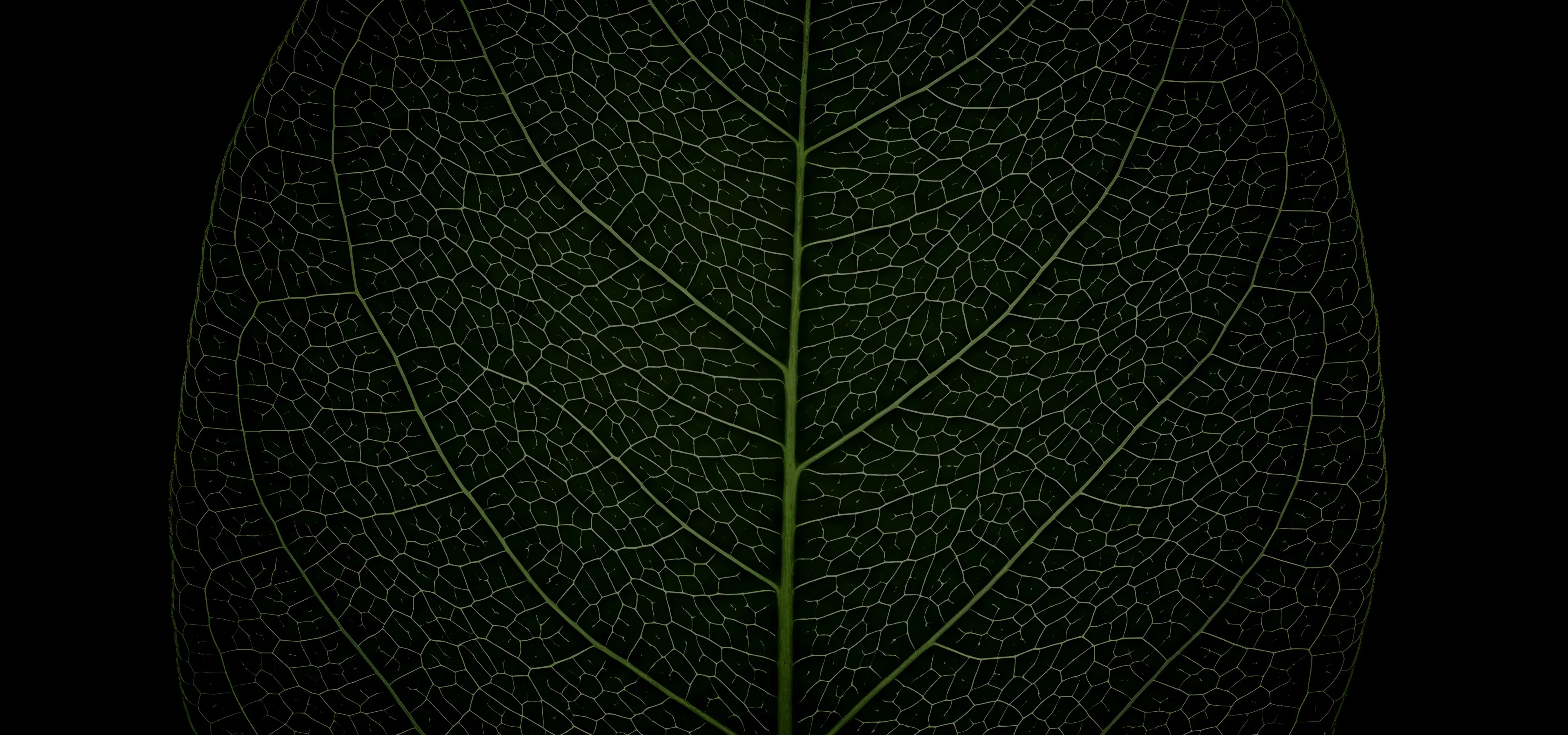 山口大学 植物ロバストネス研究センター/Plant Robustness Research Center All Rights Reserved.