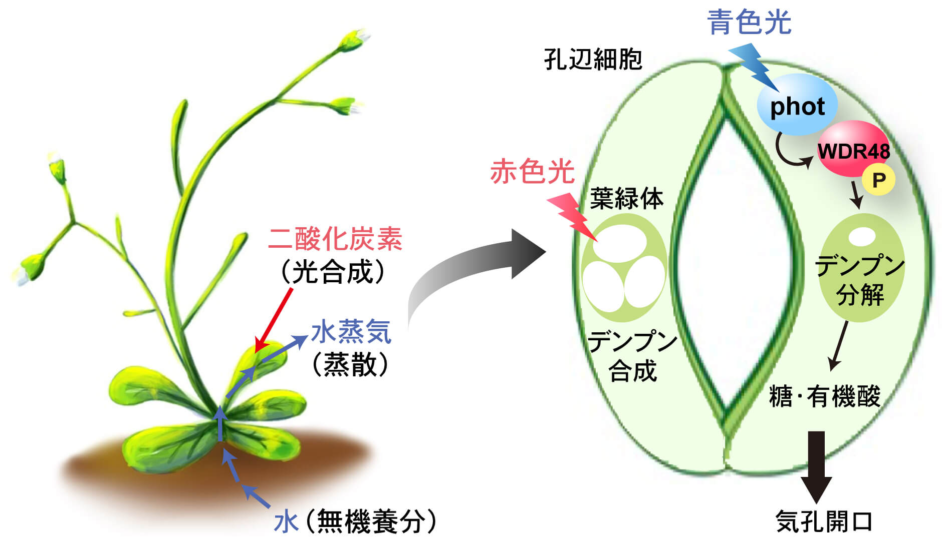 植物細胞シグナル学グループの武宮淳史教授らの研究成果がNature